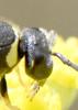Eumenes sp.